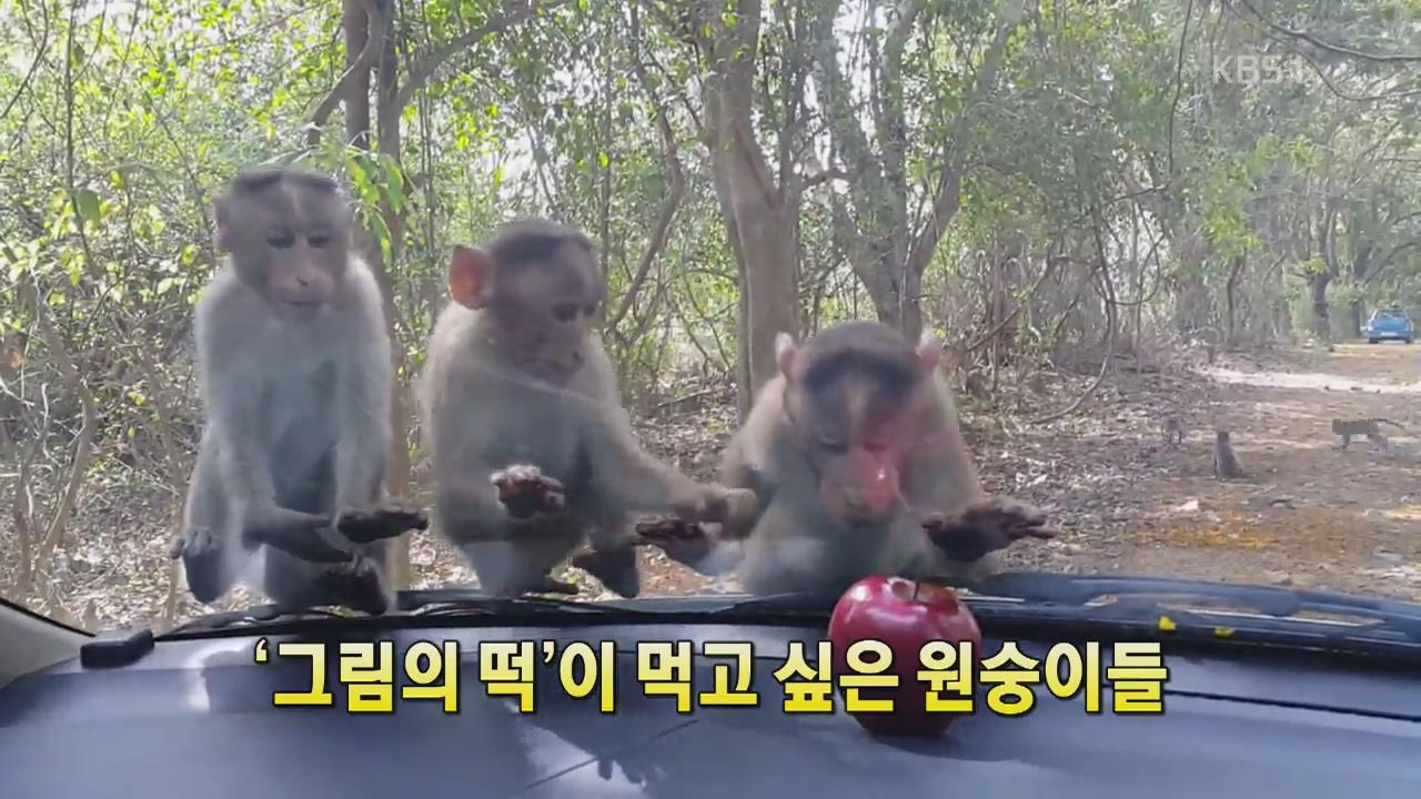 [세상의 창] ‘그림의 떡’이 먹고 싶은 원숭이들