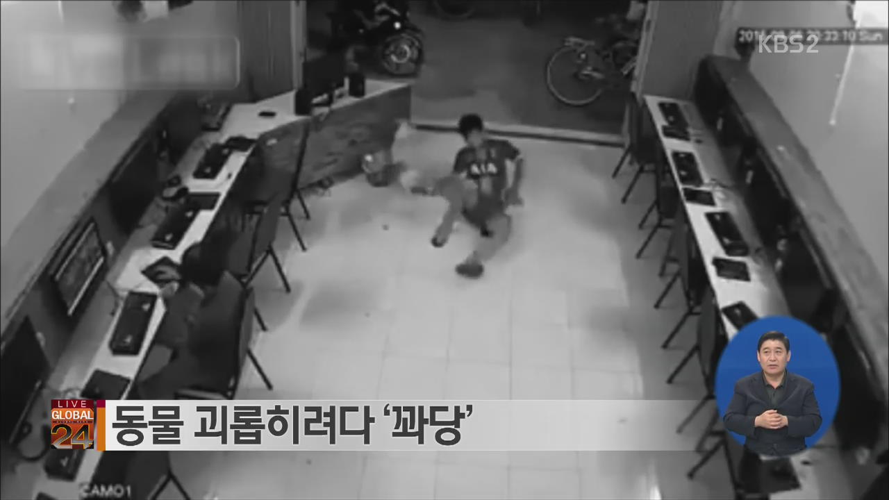 [글로벌24 브리핑] 동물 괴롭히려다 ‘꽈당’