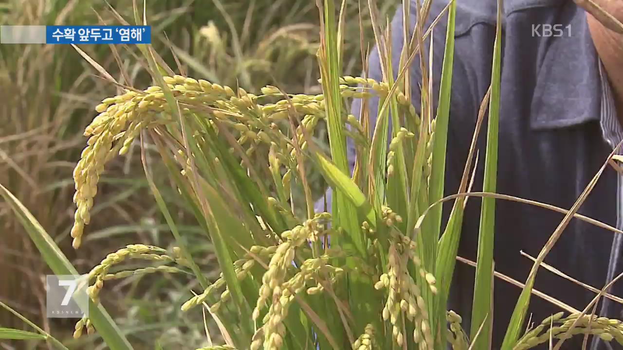 극심한 가뭄에 수확 앞둔 논 ‘염해’…농민 시름