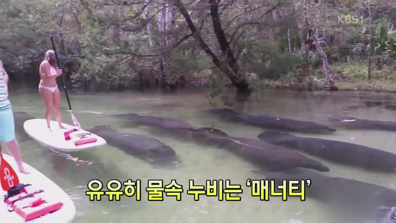 [세상의 창] 유유히 물속 누비는 ‘매너티’