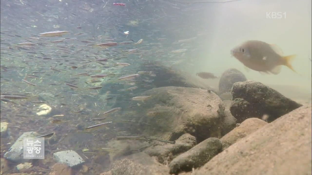 속리산국립공원, 수중 생태계 보고