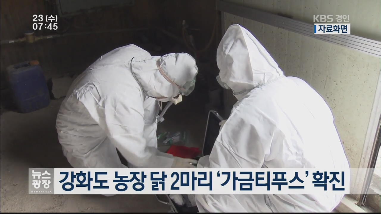 강화도 농장 닭 2마리 ‘가금티푸스’ 확진
