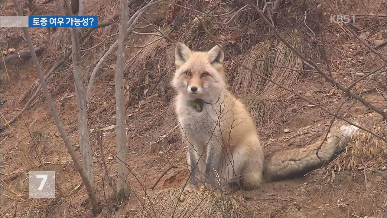 야생 여우 충북 음성서 포획…토종 여우?