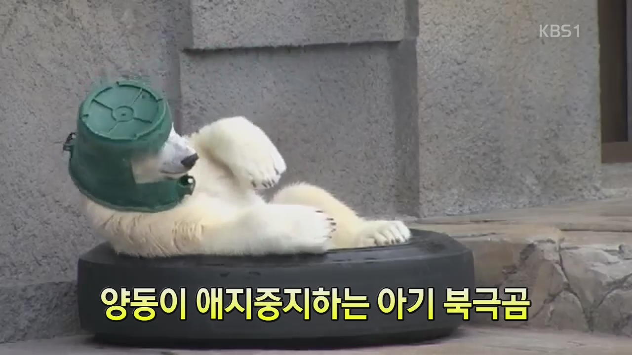 [세상의 창] 양동이 애지중지하는 아기 북극곰