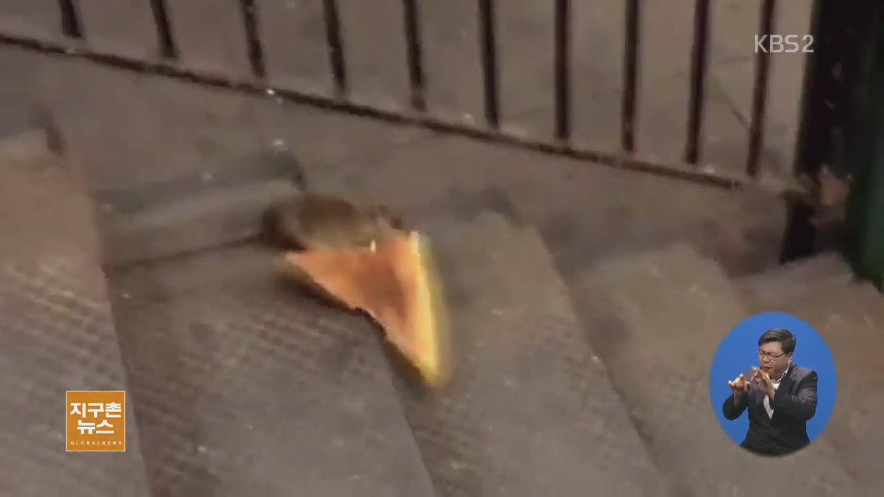 [지구촌 생생영상] 피자 옮기는 지하철 쥐