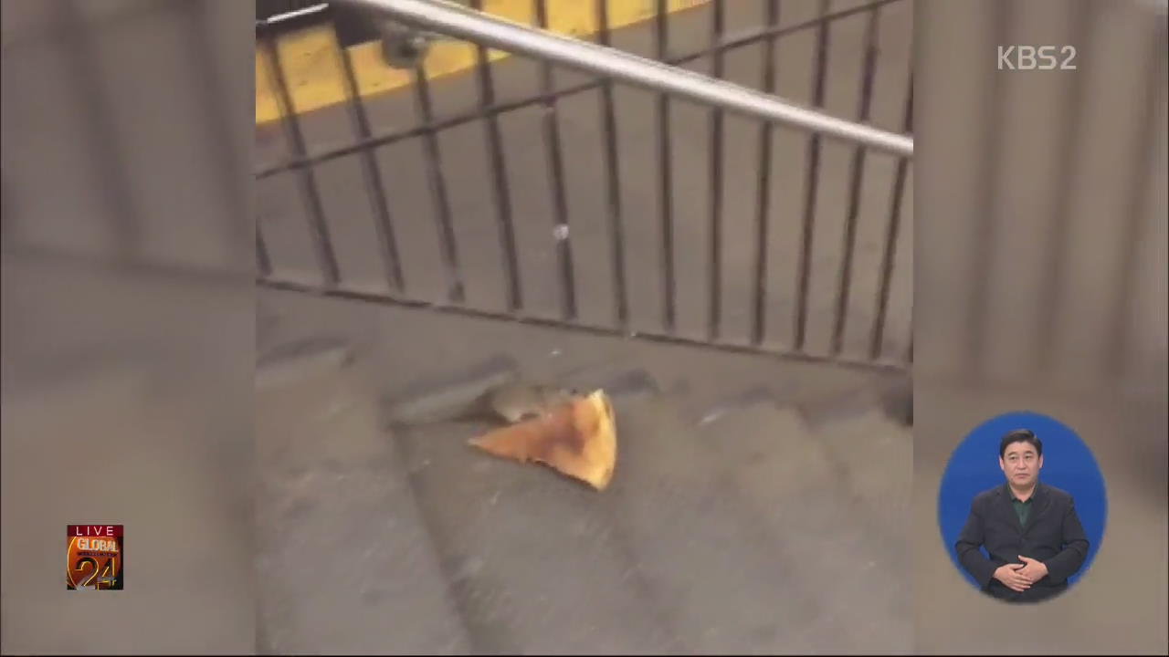 [글로벌24 브리핑] 뉴욕 쥐, 피자 물고 집으로?