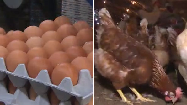 [현장추적] 말로만 ‘친환경 달걀’?…실상은 공장식 닭장