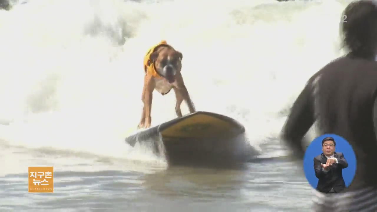 [지구촌 생생영상] 미국 캘리포니아 주 헌팅턴 해변 이색 ‘견공 서핑 대회’