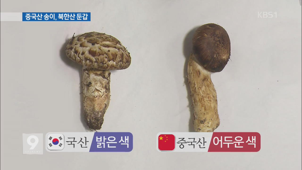 [현장추적] 중국산 송이버섯, ‘북한산·국내산’ 둔갑