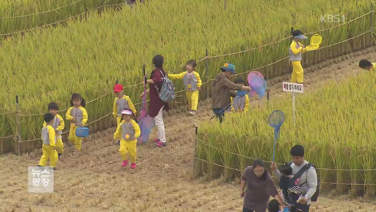 호남평야 ‘지평선 축제’…가을 정취에 농경 체험까지!