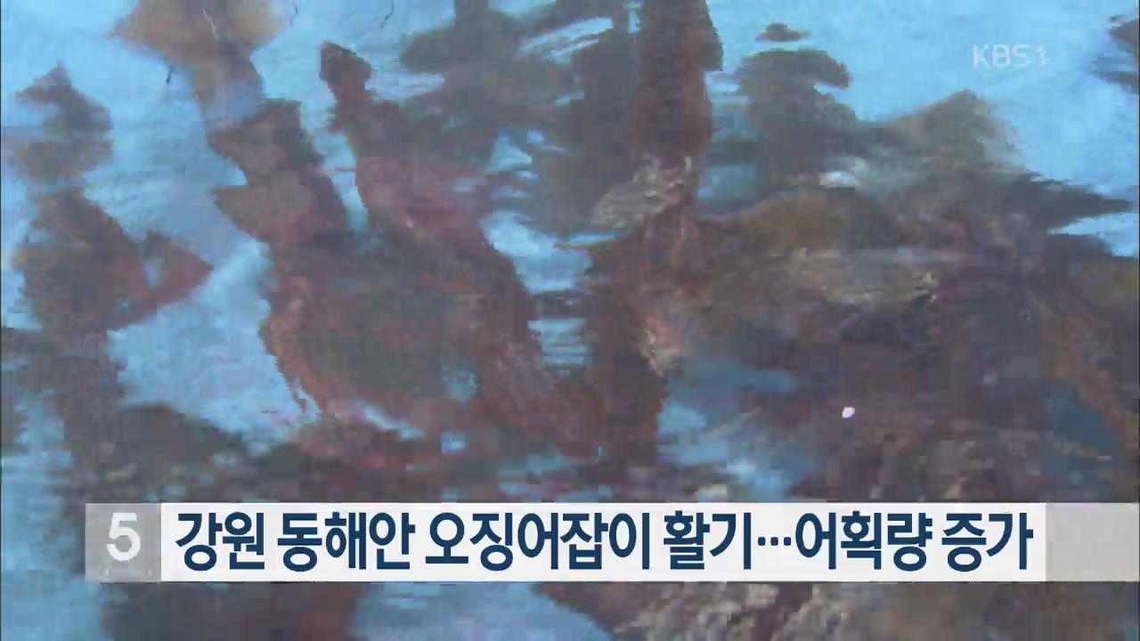 강원 동해안 오징어잡이 활기…어획량 증가
