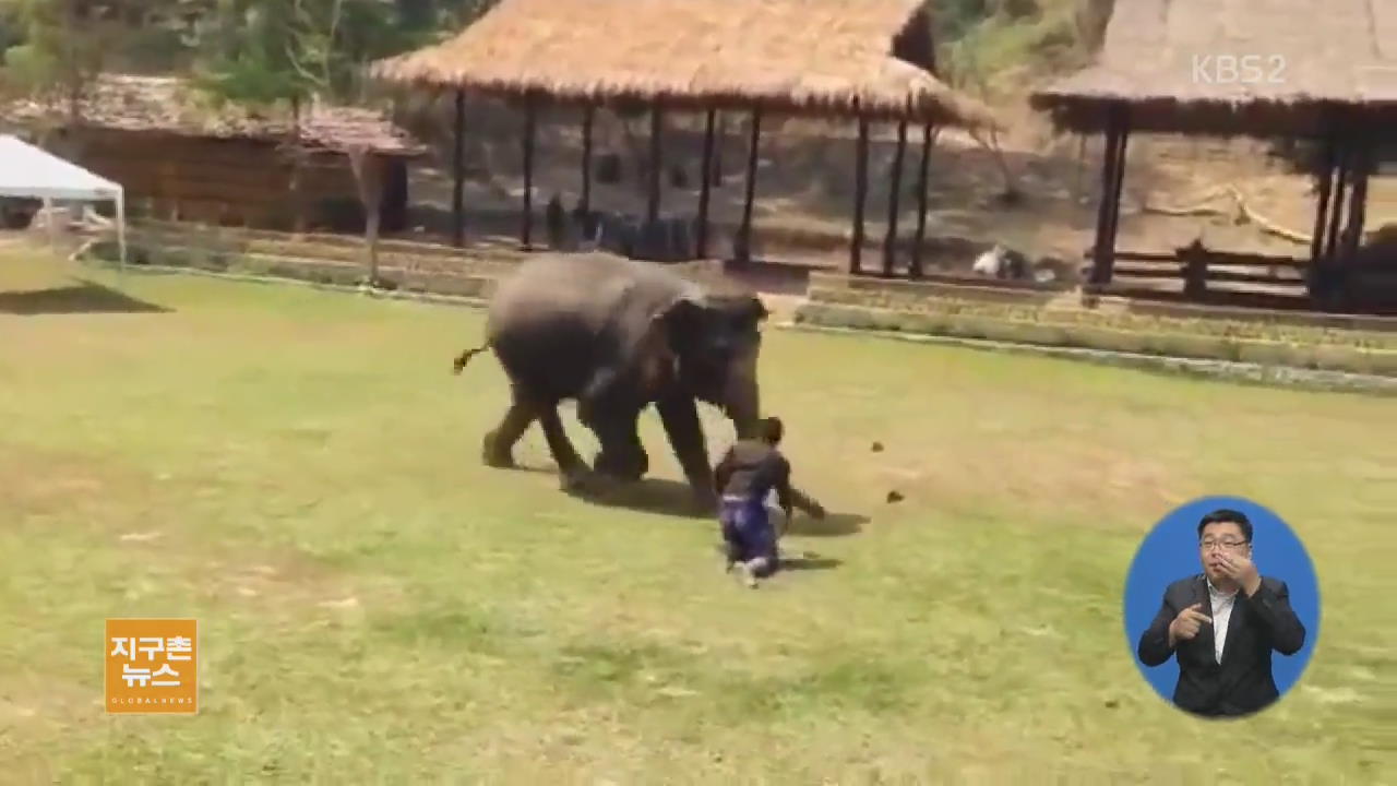 [지구촌 생생영상] 사육사를 구하기 위해 달려오는 코끼리