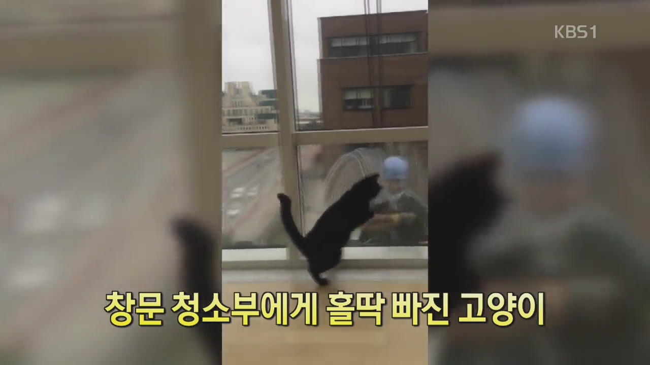 [세상의 창] 창문 청소부에게 홀딱 빠진 고양이