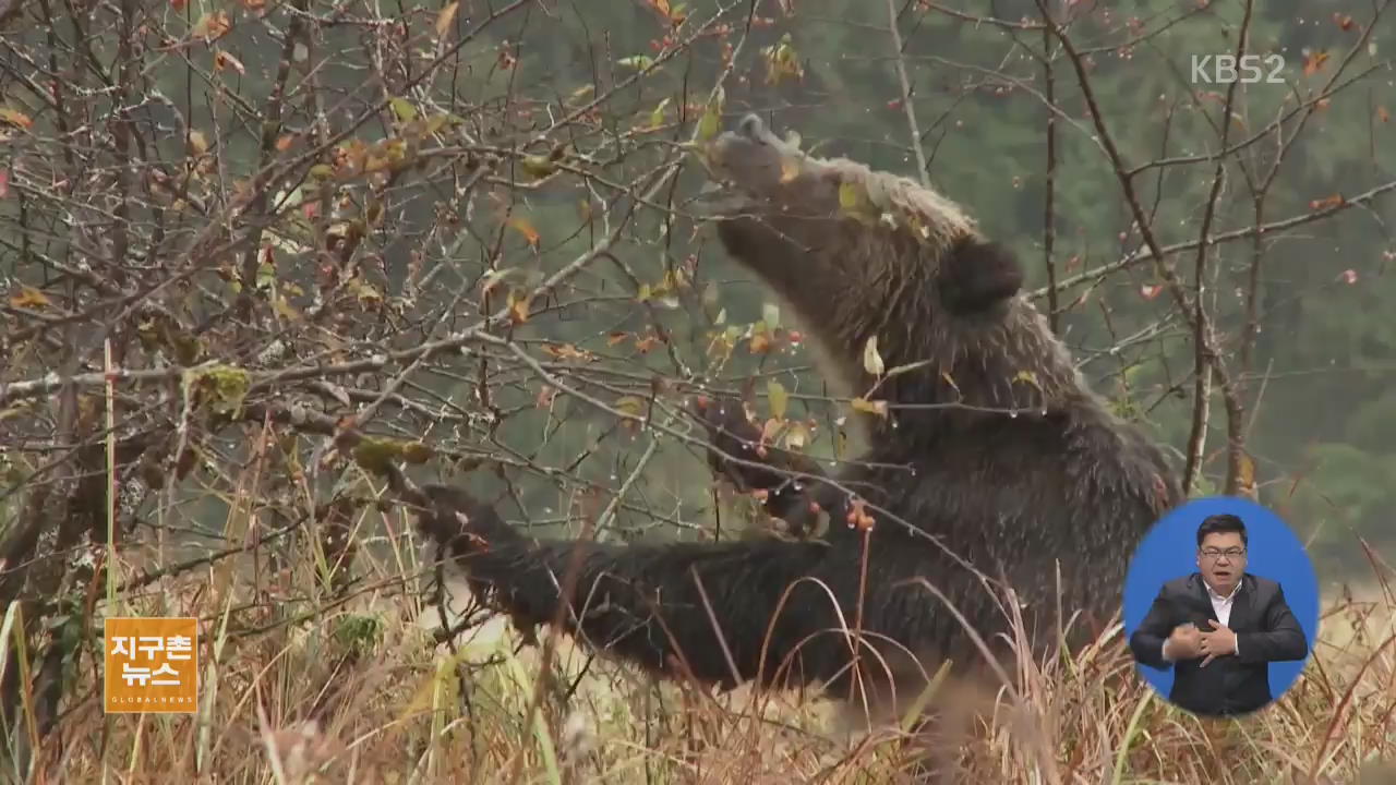 [지구촌 이모저모] 캐나다 곰 사냥 시즌…논란 재점화