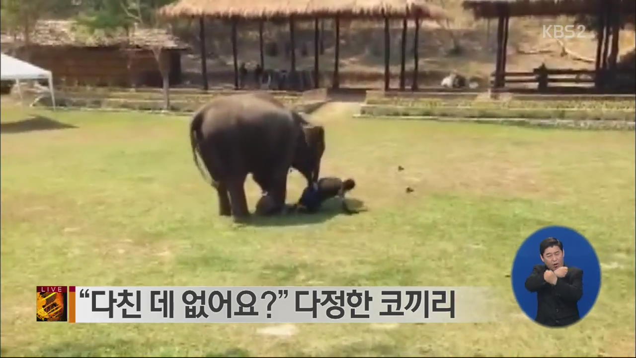 [글로벌24 브리핑] “다친 데 없어요?” 다정한 코끼리