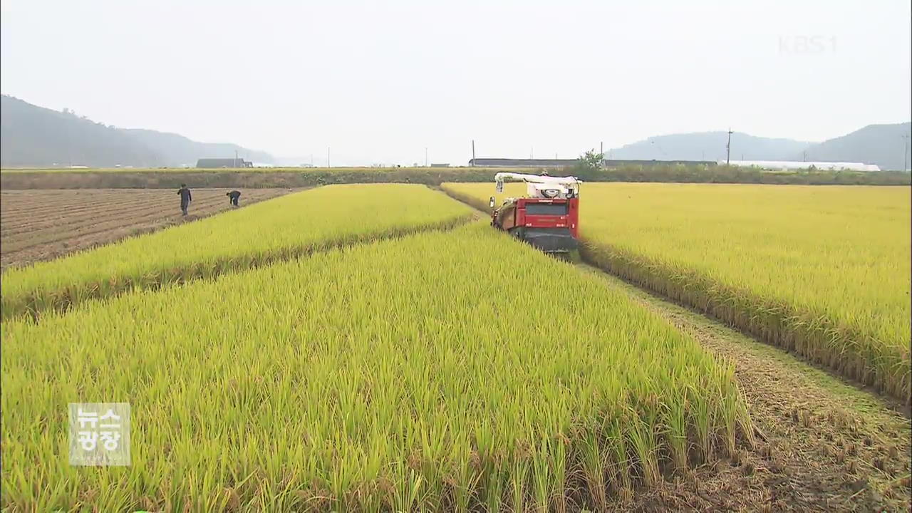 3년 연속 쌀 생산 풍년…정부 수급 안정책 마련