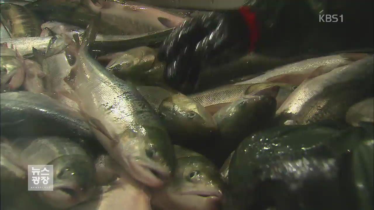 동해안 연어 ‘펄떡’…절반 가격에 식탁 오른다