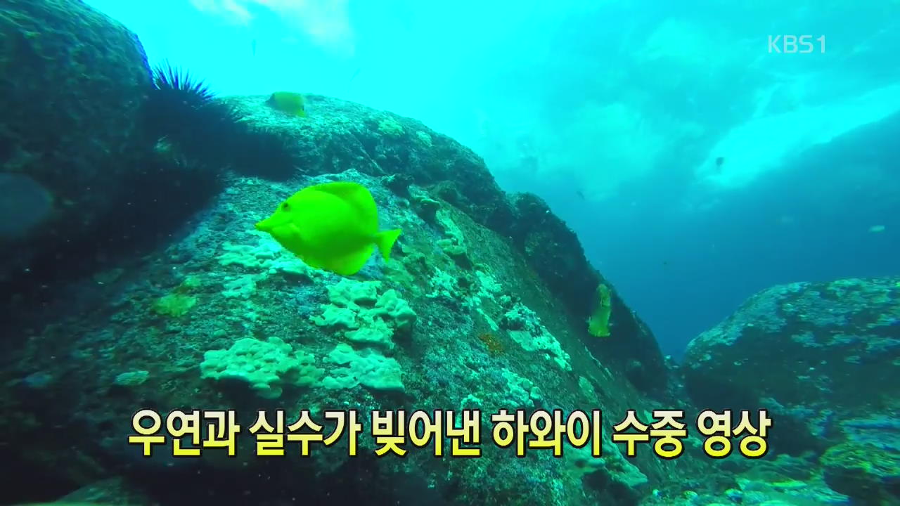 [세상의 창] 우연과 실수가 빚어낸 하와이 수중 영상