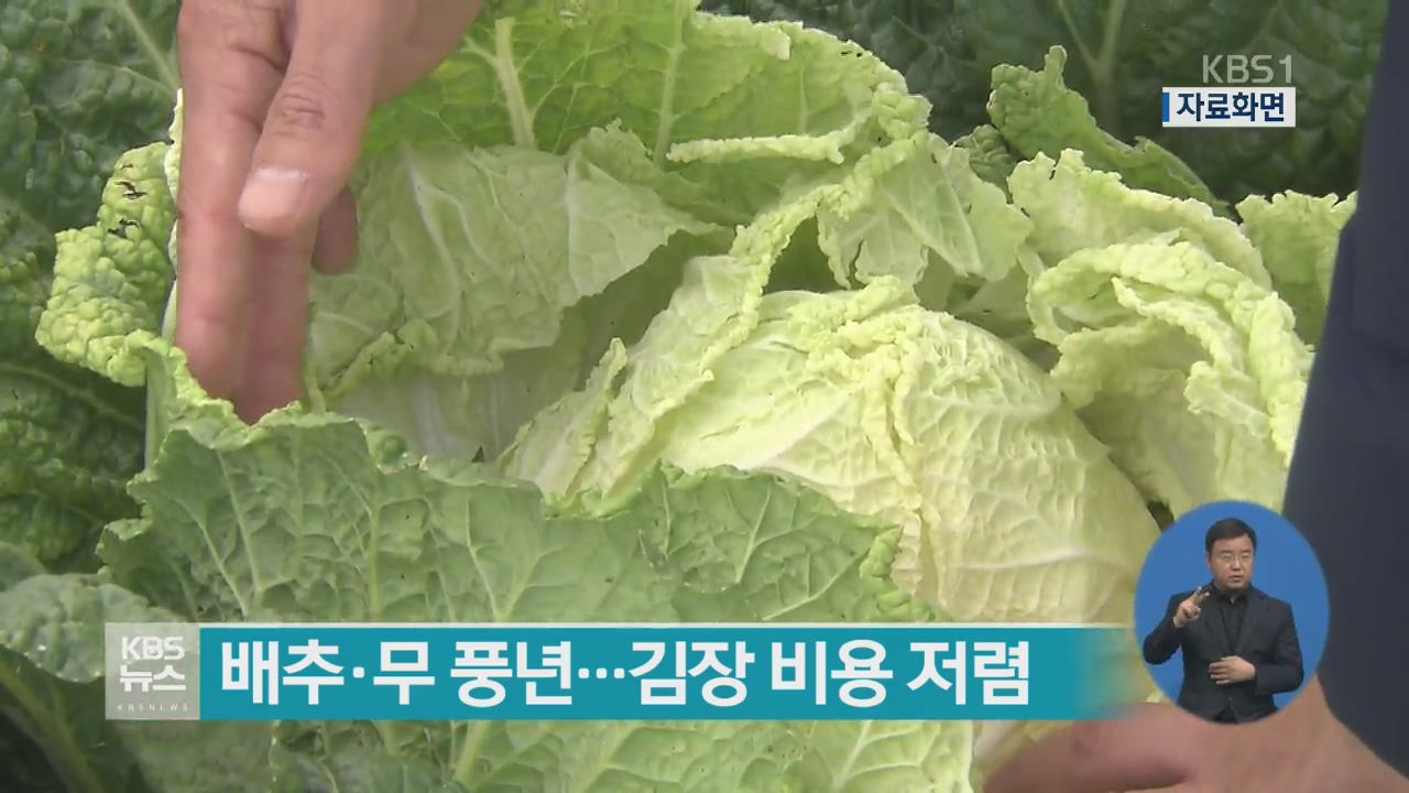 배추·무 풍년…김장 비용 평년보다 저렴
