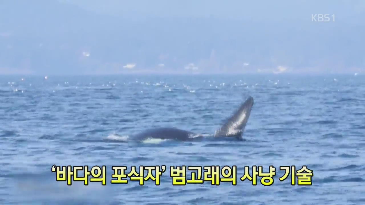 [세상의 창] ‘물범을 25m 상공으로…’ 범고래의 사냥 기술