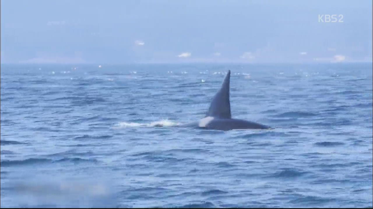 [핫 클릭] ‘바다의 포식자’ 범고래의 사냥 기술