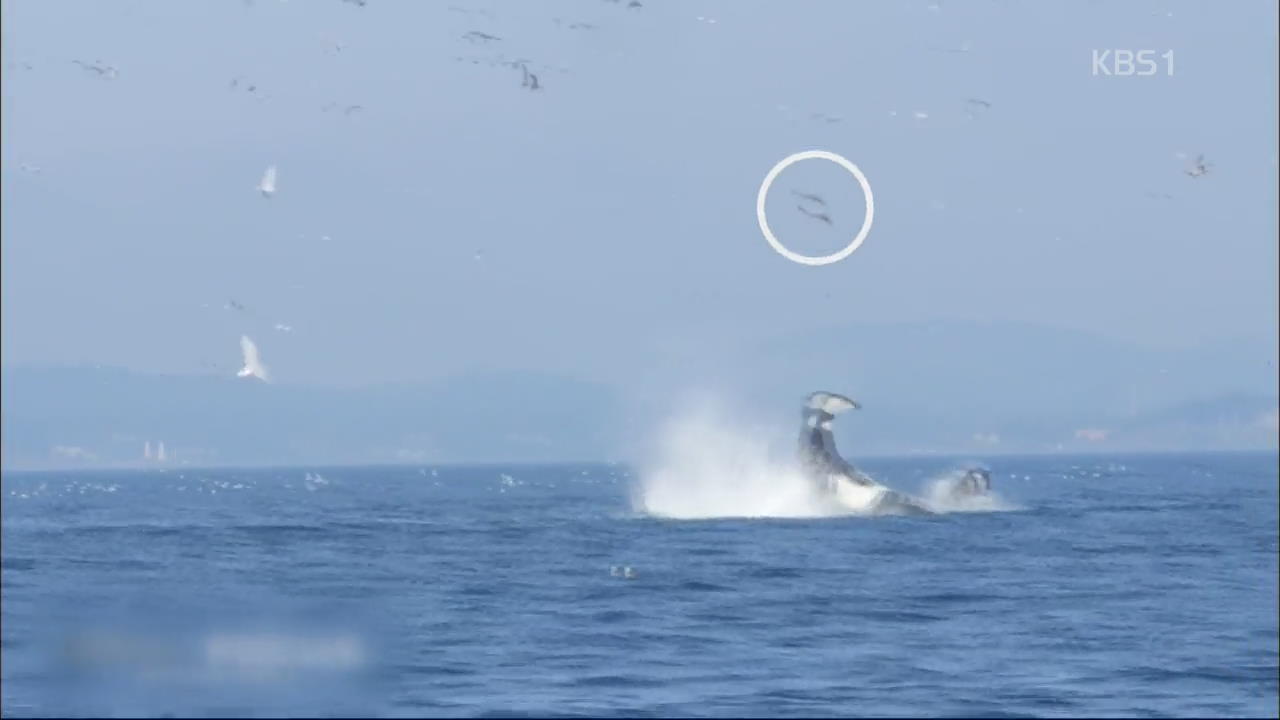[핫 클릭] ‘바다의 포식자’ 범고래의 사냥 기술 외