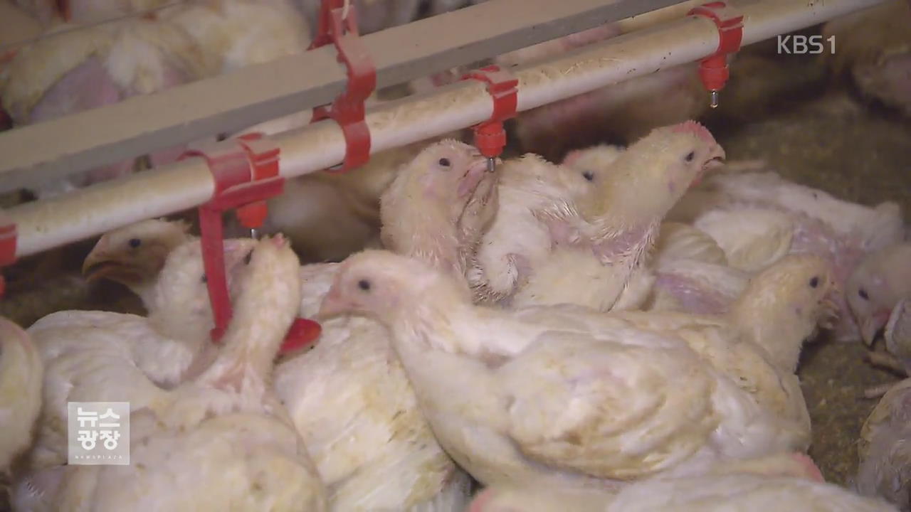 대형 닭고기업체 ‘치킨게임’…벼랑 끝 육계 농가