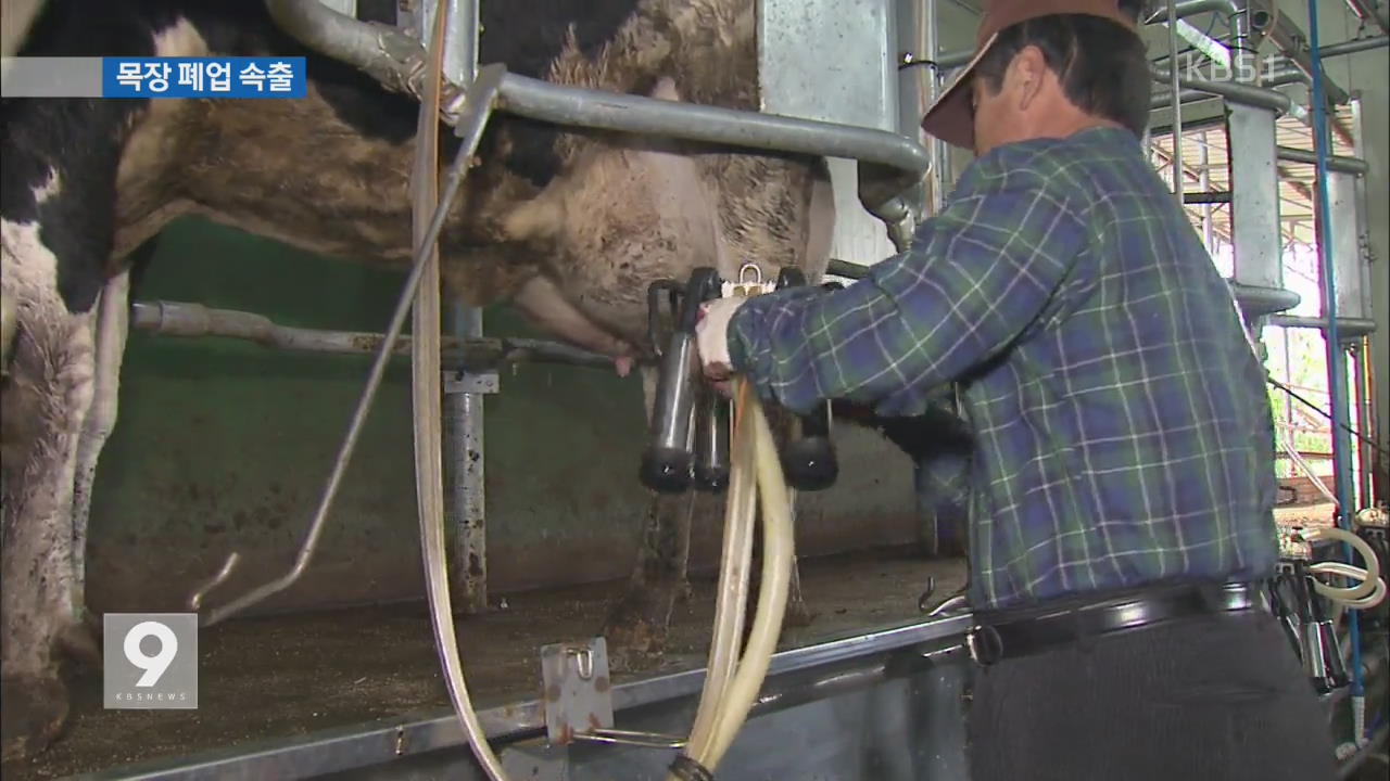 우유 재고 26만 톤…낙농가 폐업 속출