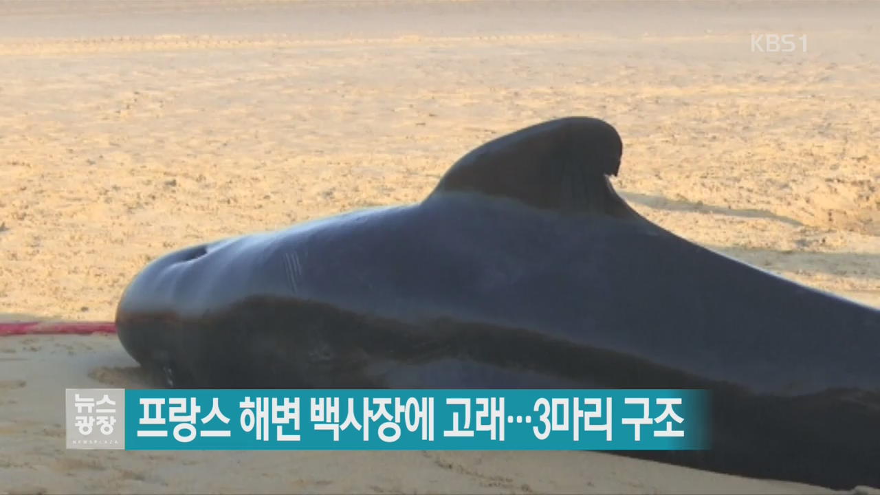 [지금 세계는] 프랑스 해변 백사장에 고래…3마리 구조