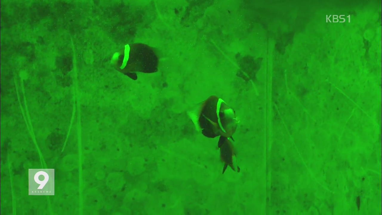 양식 물고기…항생제 대신 LED 키운다