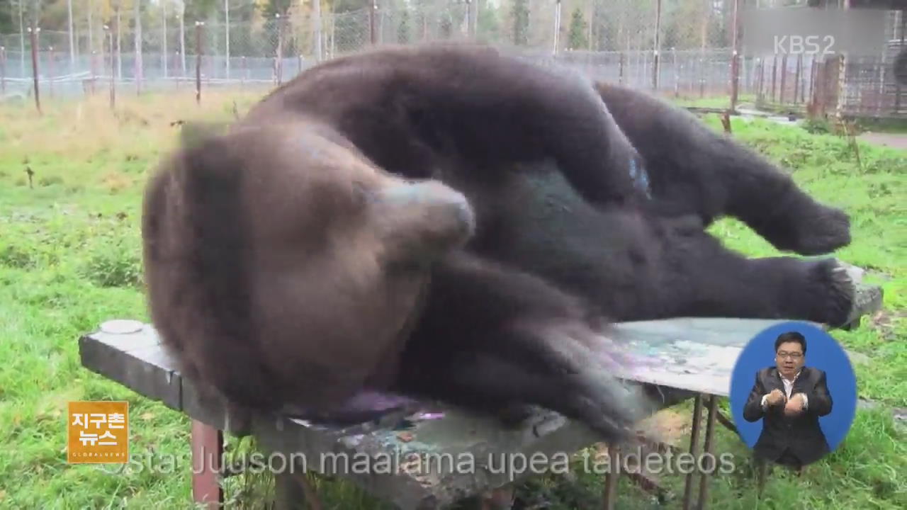 [지구촌 생생영상] 핀란드 ‘그림 그리는 곰’