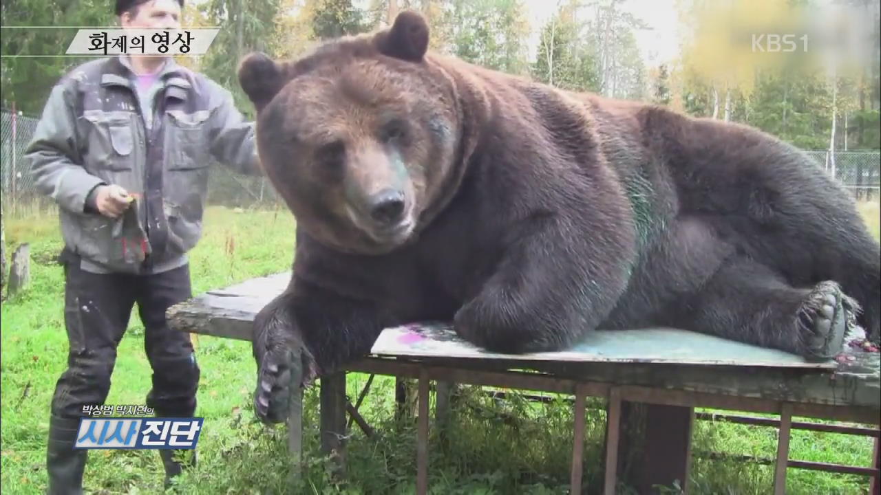 [오늘의 영상] 450㎏ 곰 화백의 작품 세계 외