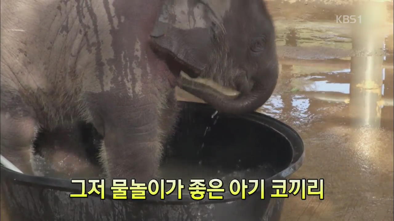 [세상의 창] 그저 물놀이가 좋은 아기 코끼리