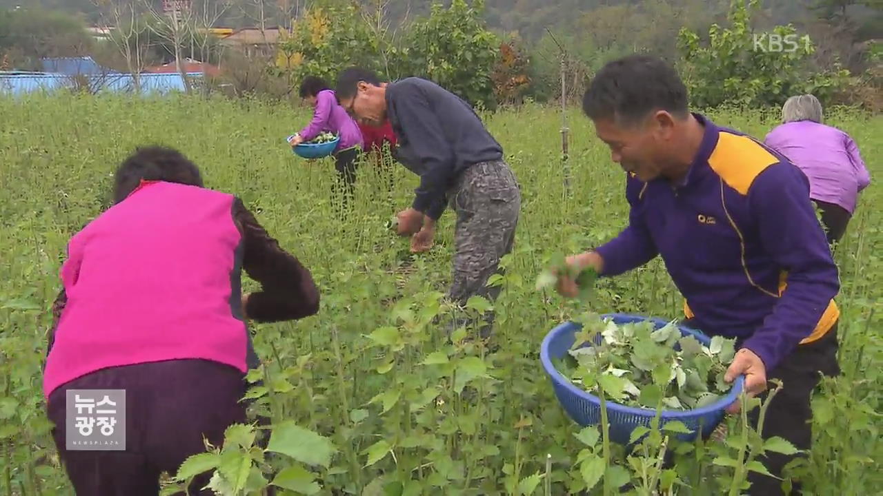 ‘연금’ 주는 마을…마을공동체 사업 주목!