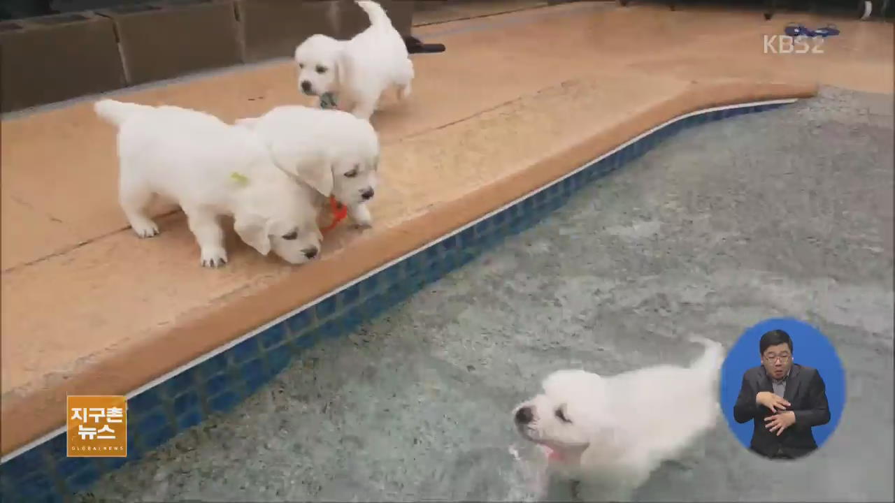 [지구촌 생생영상] 난생 처음 물놀이 하게 된 강아지들