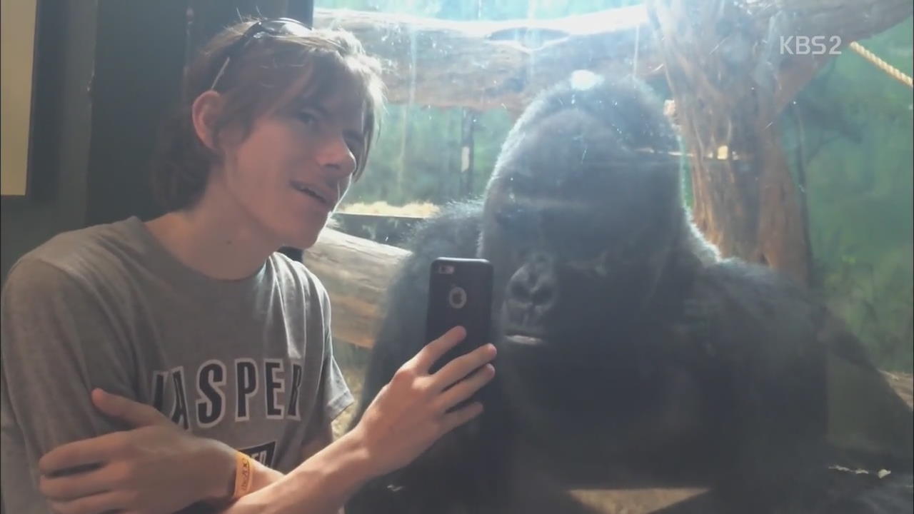 [글로벌 스토리] ② 침팬지·코끼리를 가둬선 안 되는 이유