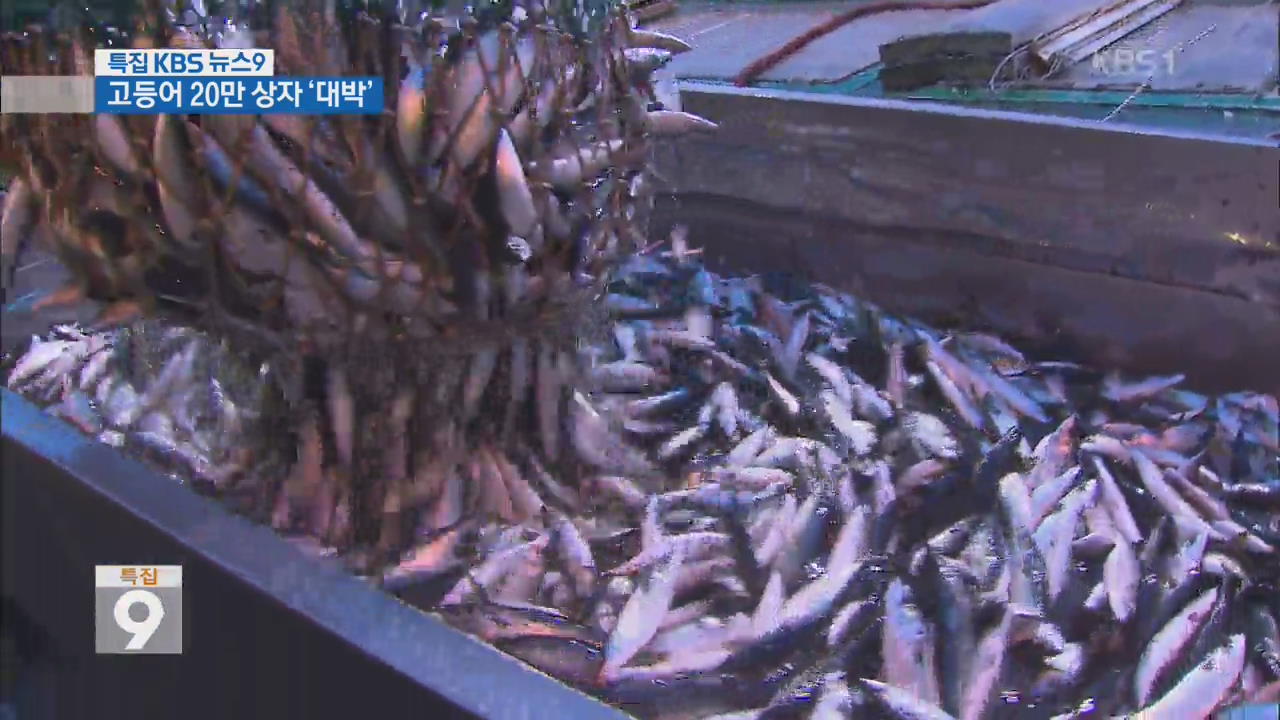 하루에 20만 상자…국민 생선 고등어 ‘대박’