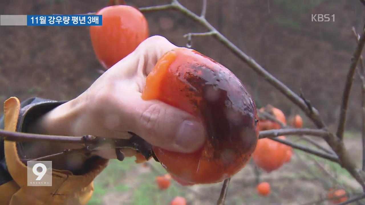 동해안 열흘 넘게 비…농작물 등 피해 속출