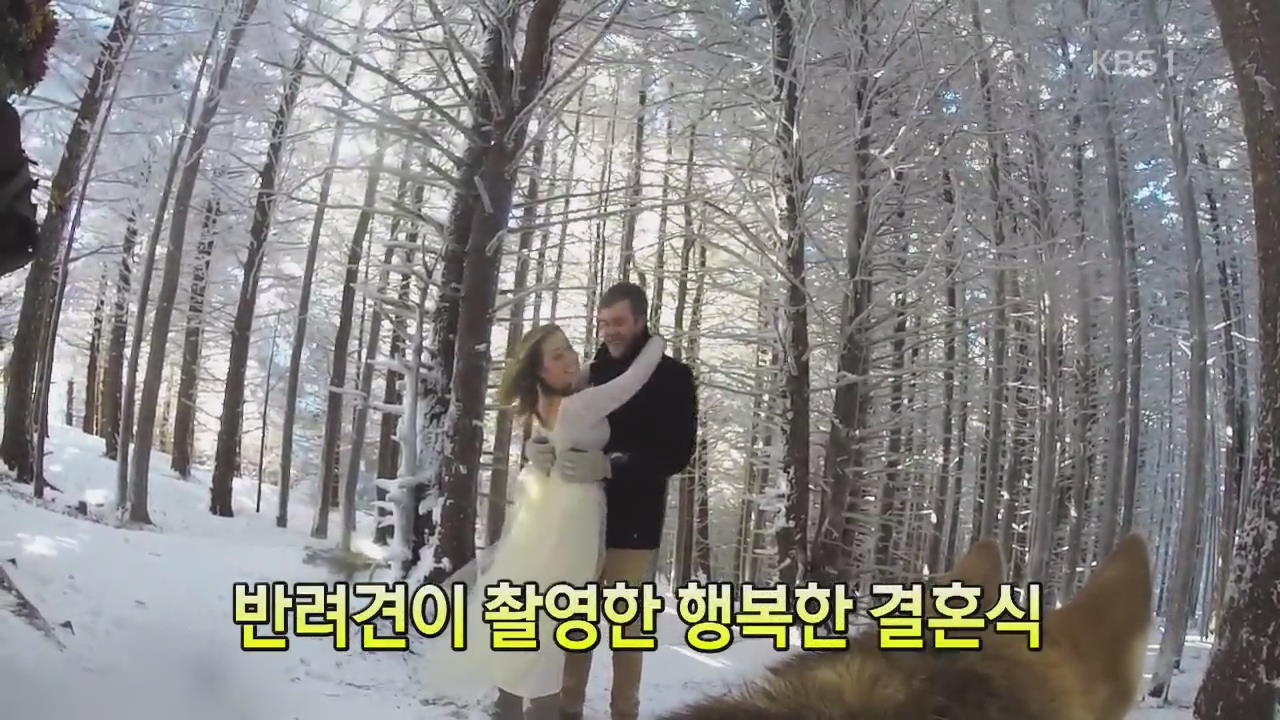 [세상의 창] 반려견이 촬영한 ‘행복한 결혼식’