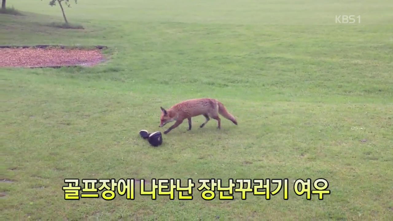 [세상의 창] 골프장에 나타난 장난꾸러기 여우