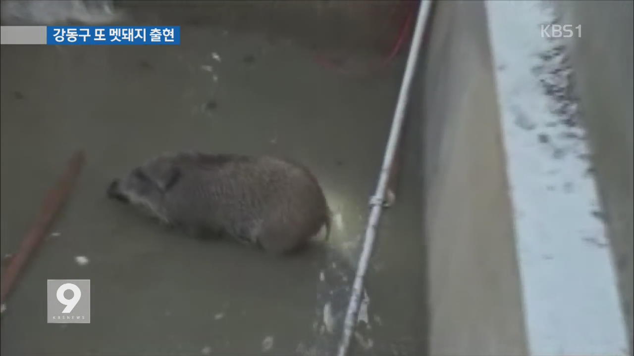 서울 강동구에 또 멧돼지 출몰…2마리 사살