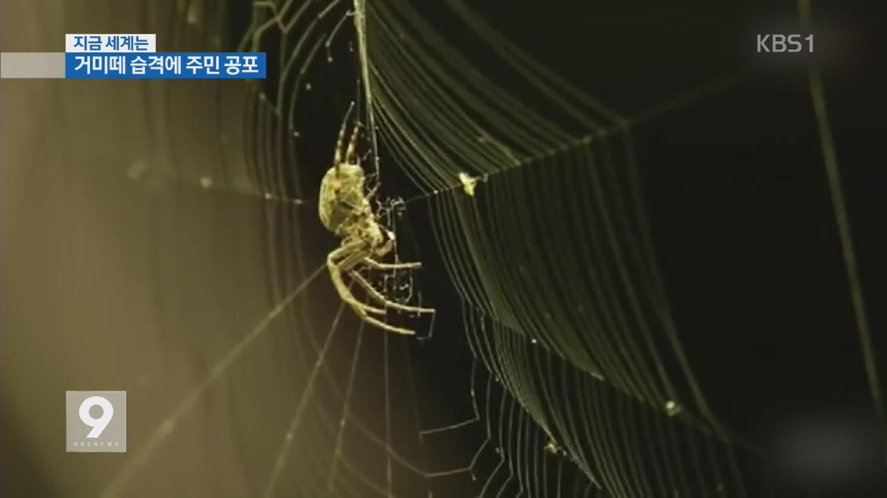[지금 세계는] 거미떼 습격…800ｍ 거미줄에 마을 공포