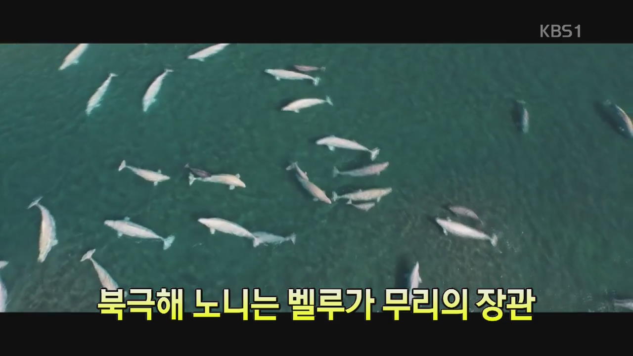[세상의 창] 희귀 흰 고래 ‘벨루가’ 수백 마리 장관