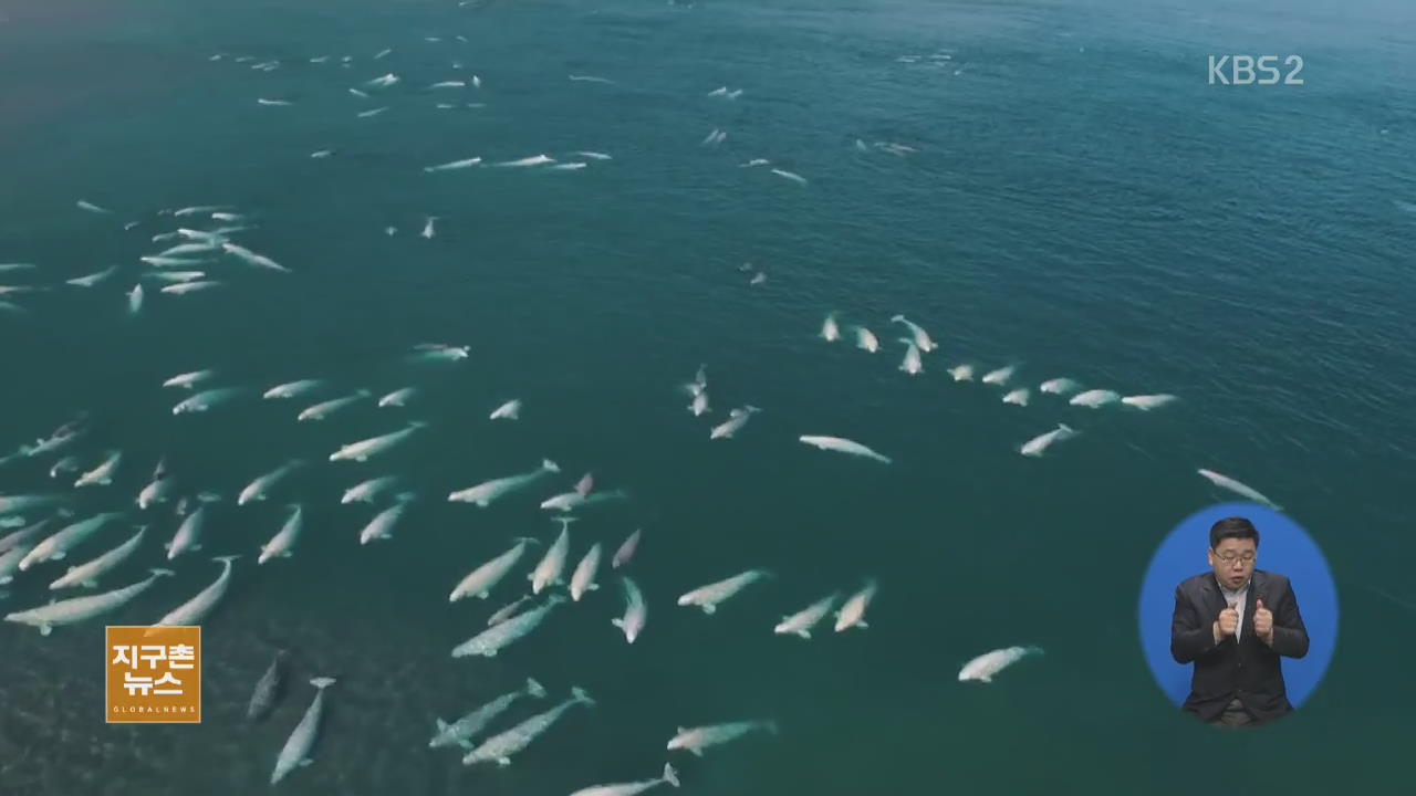 [지구촌 생생영상] 캐나다 북극 제도, 희귀 흰 고래 ‘벨루가’ 장관