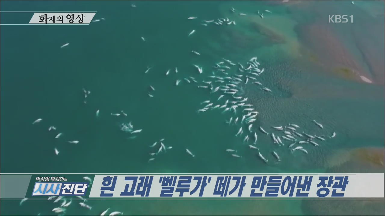 [오늘의 영상] 흰 고래 ‘벨루가’ 떼가 만들어낸 장관 외