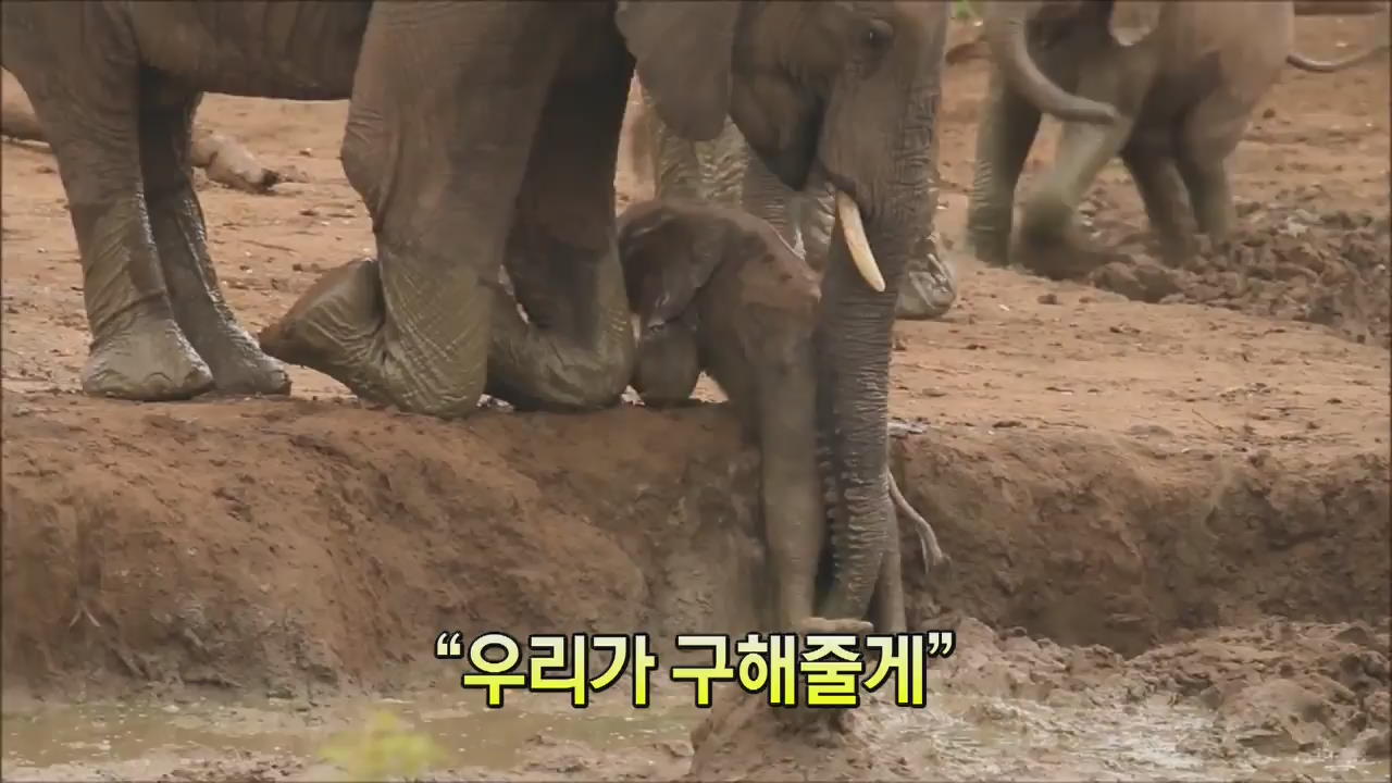 [세상의 창] 위기에 빠진 아기 코끼리…“우리가 구해줄게”