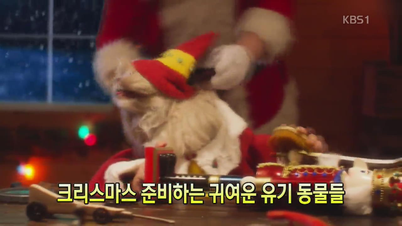 [세상의 창] 크리스마스 준비하는 귀여운 유기동물들