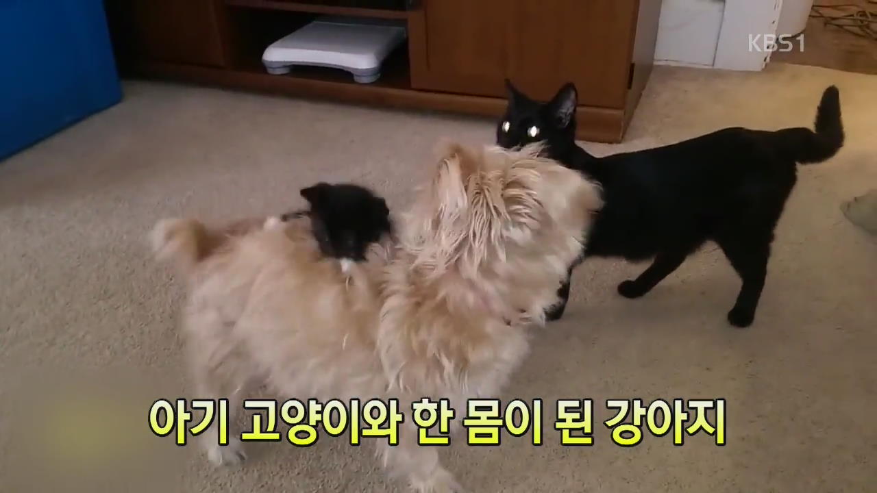 [세상의 창] 아기 고양이와 한 몸이 된 강아지