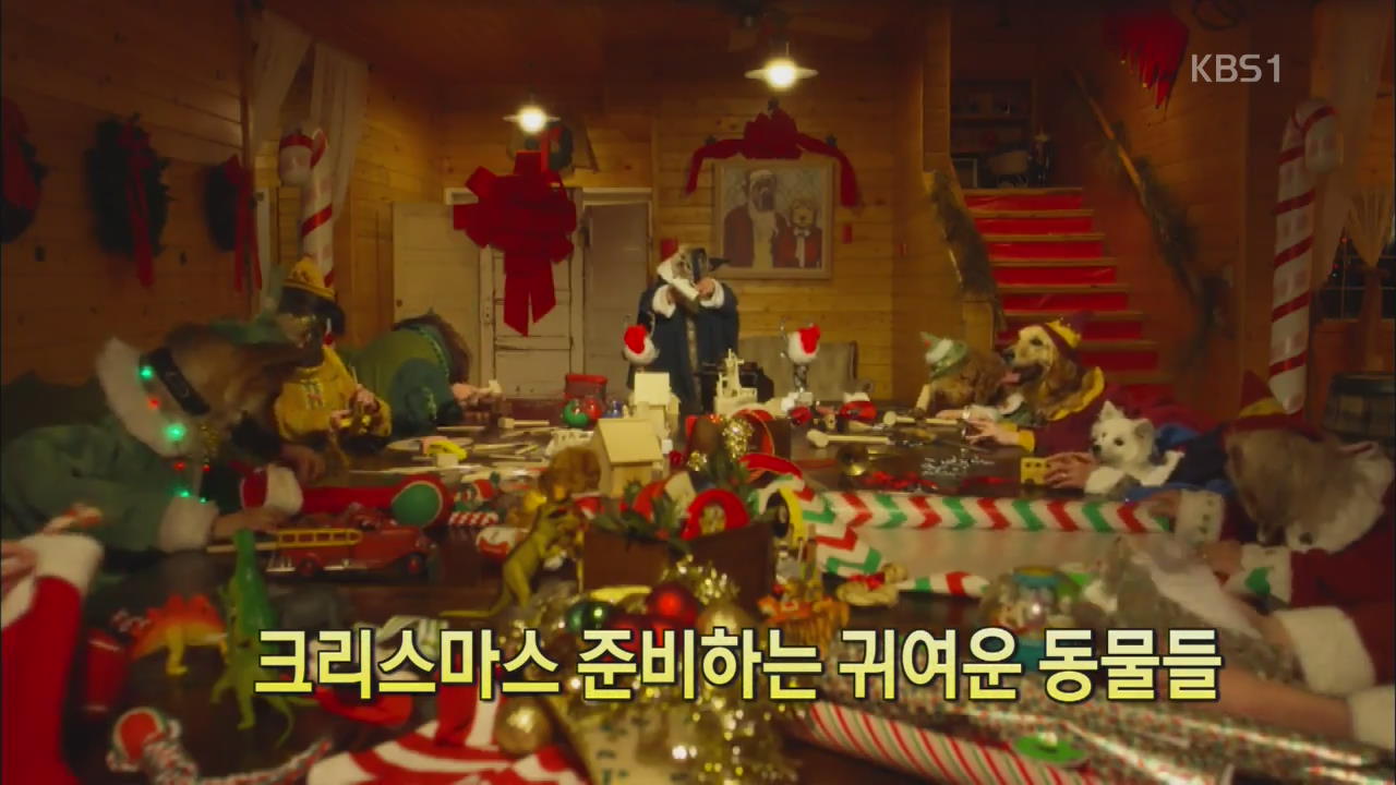 [핫 클릭] 크리스마스 준비하는 귀여운 동물들 외