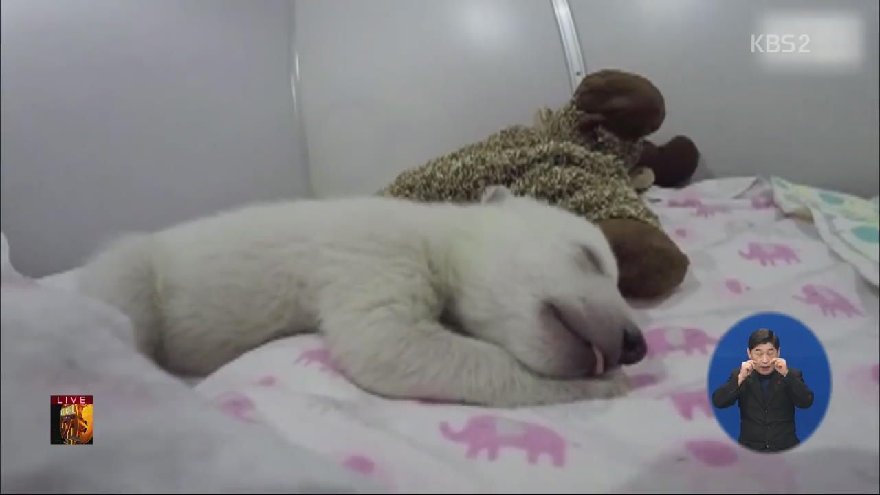 [글로벌24 브리핑] “저 꿈꿔요…!” 새끼 북극곰의 낮잠